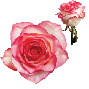 Ruža Jumilia ružovo-biela