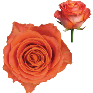 Ruža Clarence oranžová