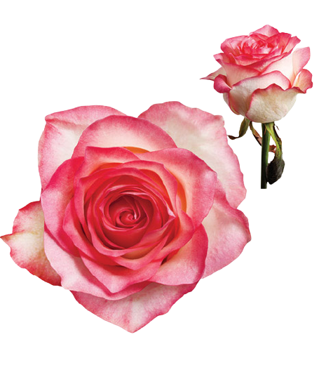 Ruža Jumilia ružovo-biela