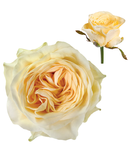 Ruža Buttercup žltá