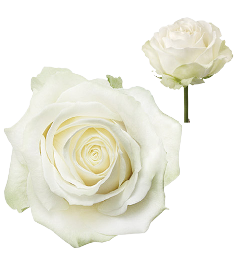 Biela ruža Avalanche