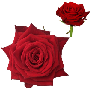 Červená ruža Con Amore