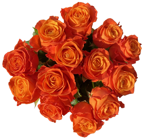 Kytica 13 oranžových ruží Joy
