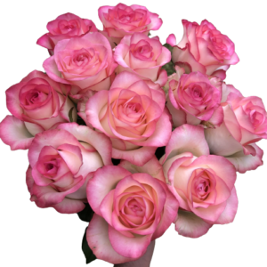 Kytica 12 bielo-ružových ruží Queen