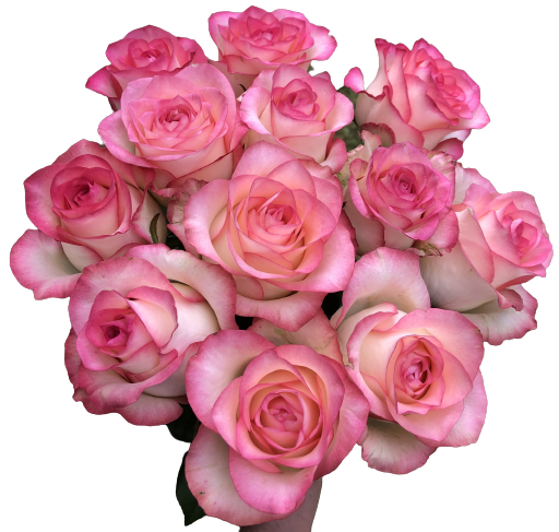 Kytica 12 bielo-ružových ruží Queen