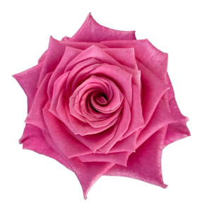 Sýtoružová ruža Charlotte