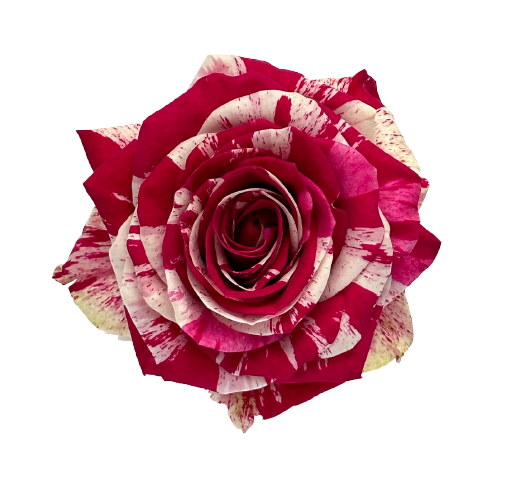 Červenobiela ruža Harlequin