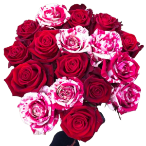 Kytica červených a červeno-bielych ruží Valentina